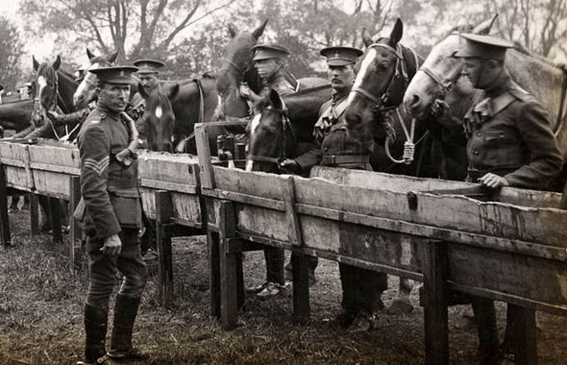 File:Horses-World-War-One-376338.png